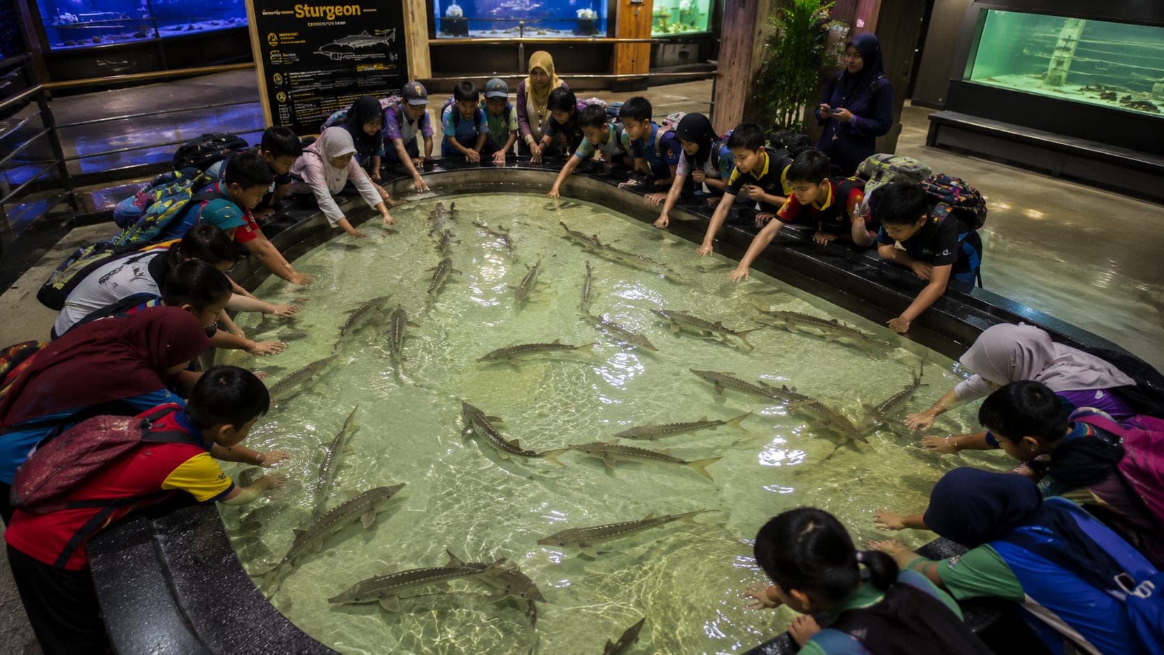 Sturgeon Aquatic Centre Malaysia